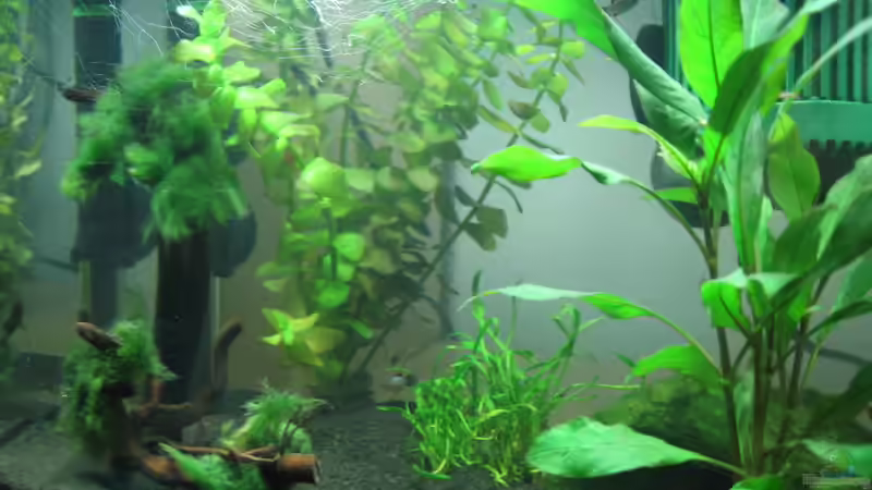 Aquarium Becken 16336 von Patrick Schuler (2)