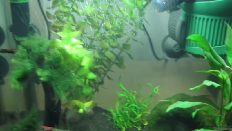 Aquarium Becken 16336 von Patrick Schuler (4)