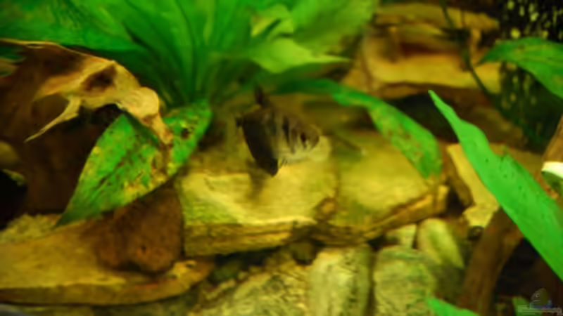 Aquarium Becken 16377 von Birgit Brocke (2)