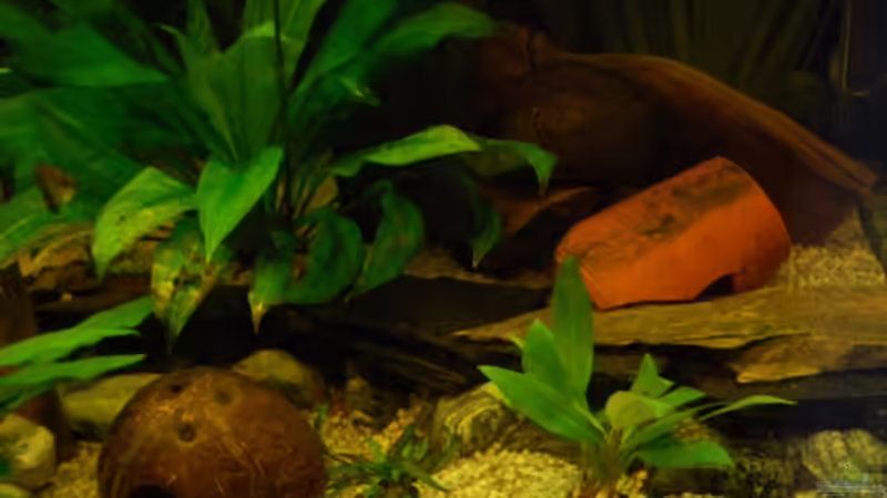 Aquarium Becken 16377 von Birgit Brocke (3)