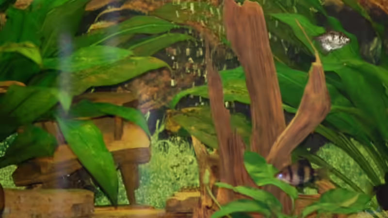 Aquarium Becken 16377 von Birgit Brocke (4)