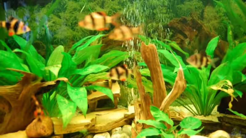 Aquarium Becken 16377 von Birgit Brocke (6)