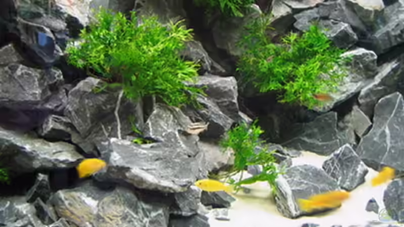 Aquarium Becken 1640 von Klaus Kussmann (3)