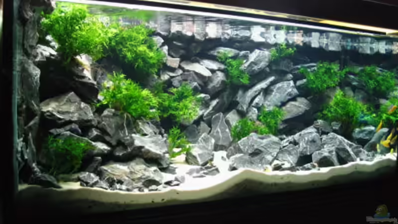 Aquarium Becken 1640 von Klaus Kussmann (5)