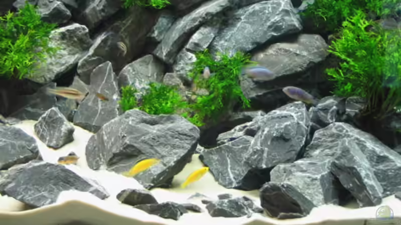 Aquarium Becken 1640 von Klaus Kussmann (6)