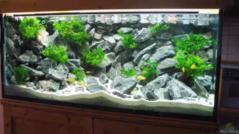 Aquarium Becken 1640 von Klaus Kussmann (7)