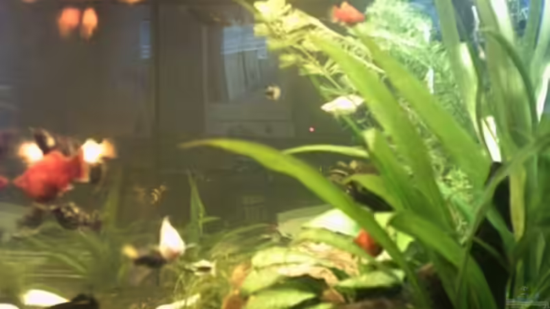 Aquarium Becken 1649 von Stefan von Oettingen (2)