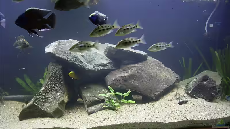 Aquarium Becken 165 von Thomas Lenzhölzer (2)