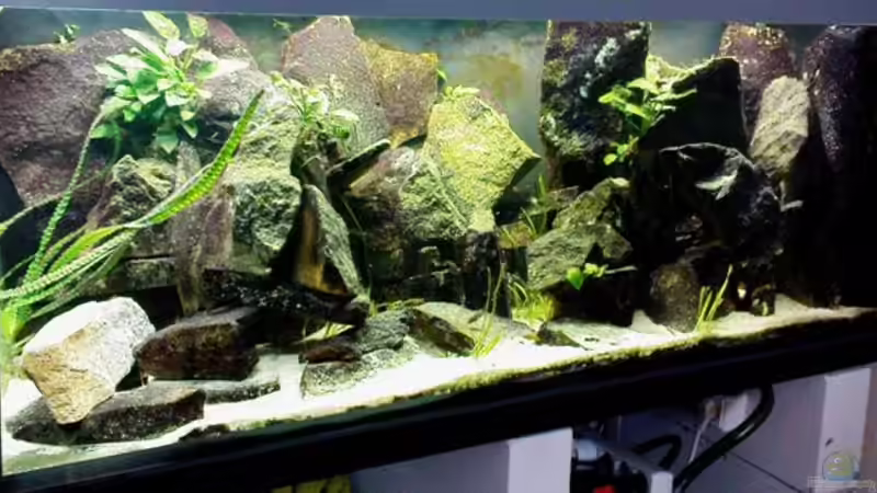 Aquarium Becken 16563 von Schloe (3)