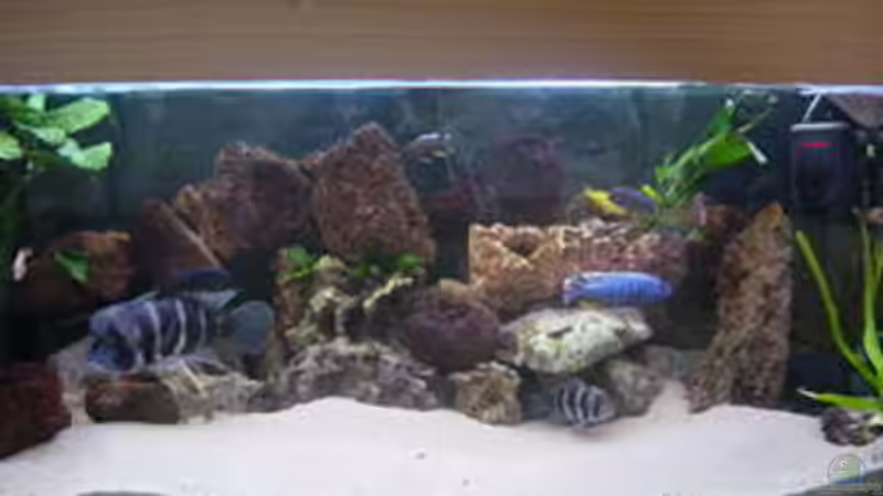 Aquarium Becken 166 von Sandra Pipper (2)