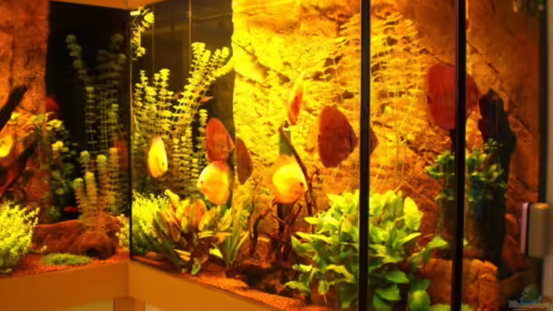 Aquarium Becken 16618 von Daniel O. (3)