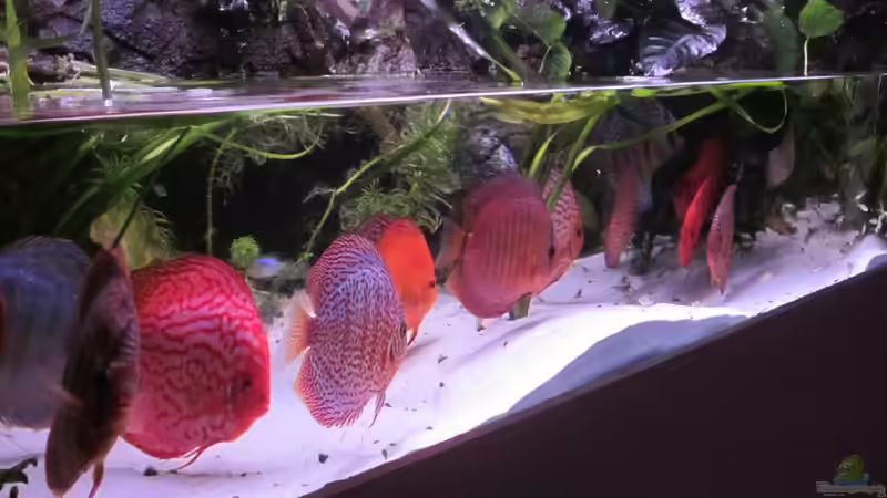 Aquarium Becken 16666 von Andreas L (10)