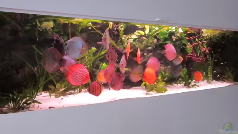 Aquarium Becken 16666 von Andreas L (11)