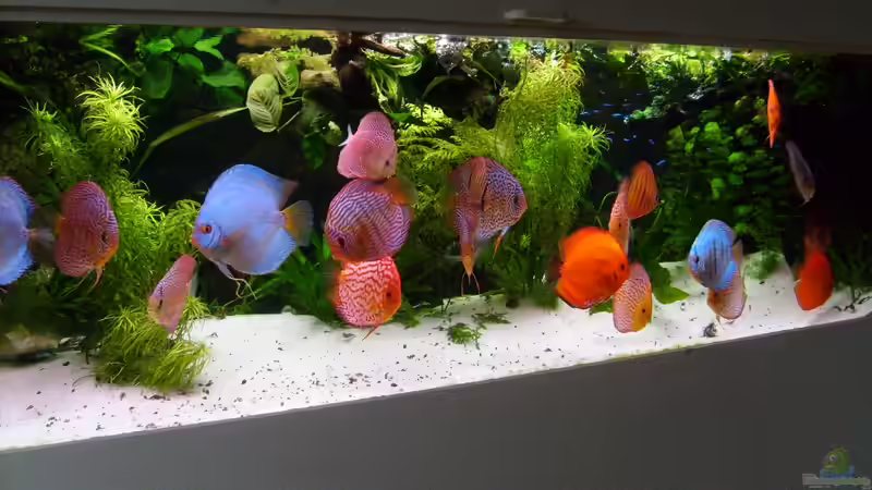 Aquarium Becken 16666 von Andreas L (2)