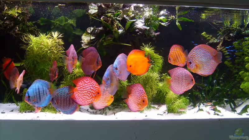 Aquarium Becken 16666 von Andreas L (5)