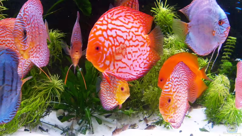 Aquarium Becken 16666 von Andreas L (6)