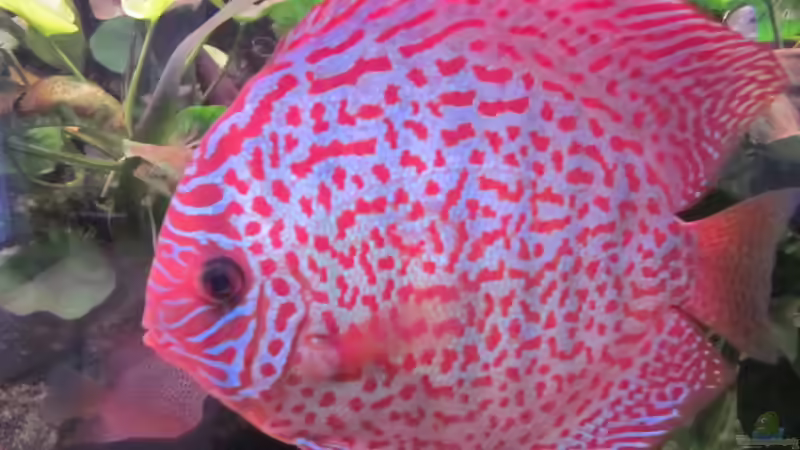 Aquarium Becken 16666 von Andreas L (9)