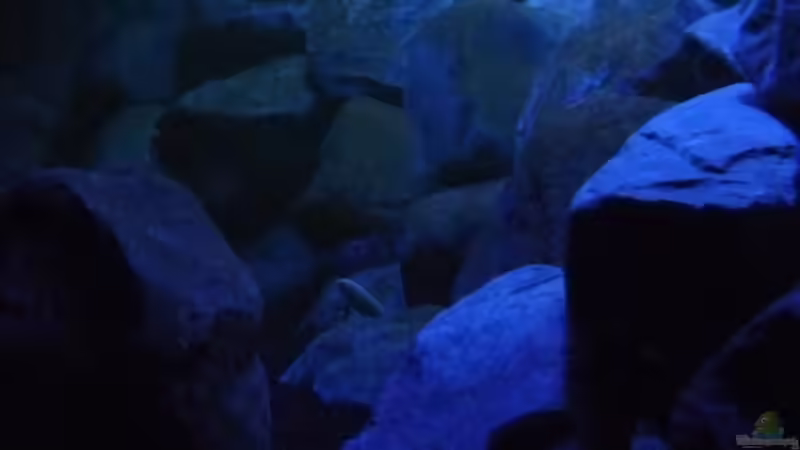 Aquarium Becken 16807 von Chimbwe (10)