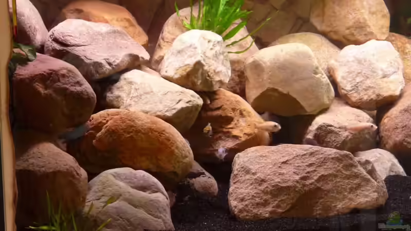 Aquarium Becken 16807 von Chimbwe (3)