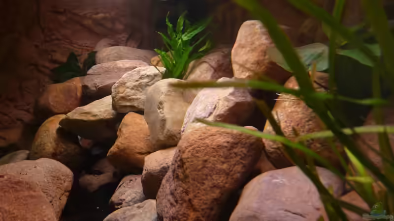 Aquarium Becken 16807 von Chimbwe (4)