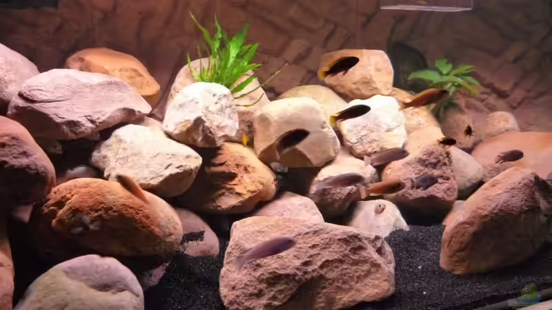 Aquarium Becken 16807 von Chimbwe (5)