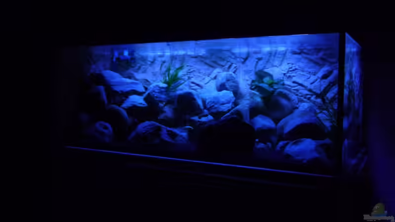 Aquarium Becken 16807 von Chimbwe (9)