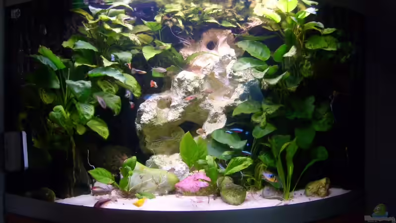 Aquarium Becken 16890 von Kimberly L (2)