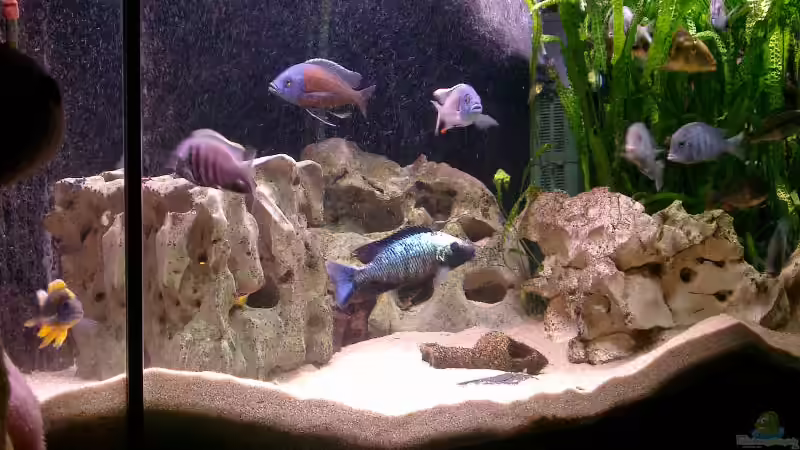 Aquarium Becken 169 von Matthias Zeidler (3)