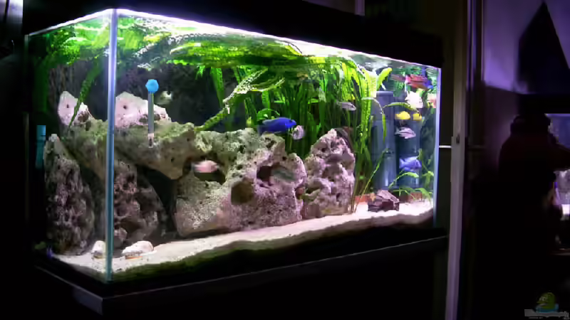 Aquarium Becken 169 von Matthias Zeidler (4)