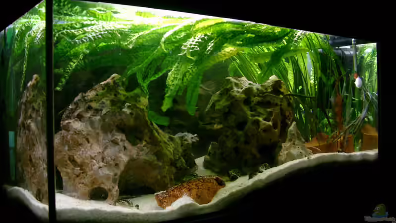 Aquarium Becken 169 von Matthias Zeidler (5)