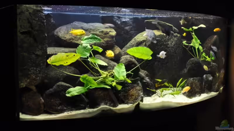 Aquarium Becken 16908 von Vladi (13)