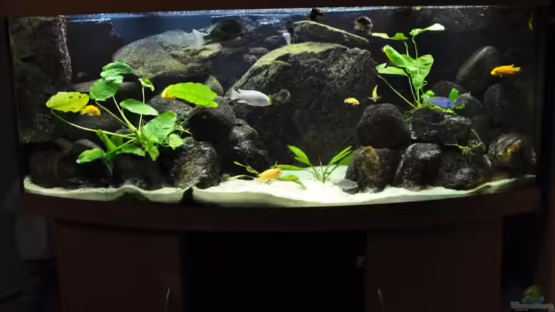 Aquarium Becken 16908 von Vladi (15)