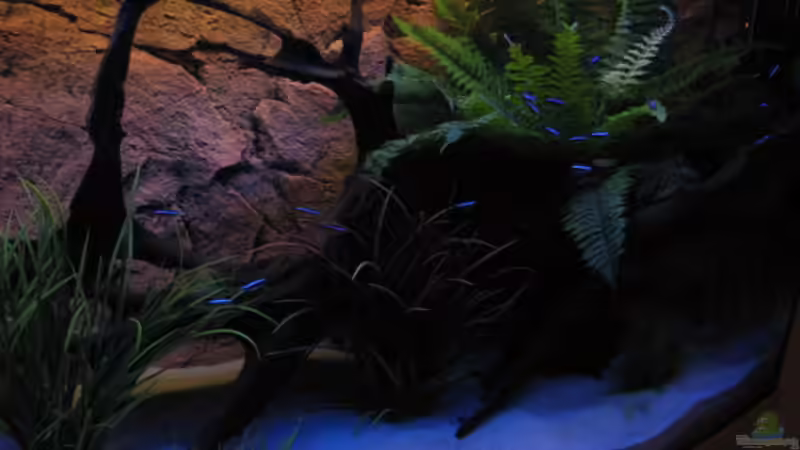 Aquarium Becken 16956 von Frank Heyssler (2)