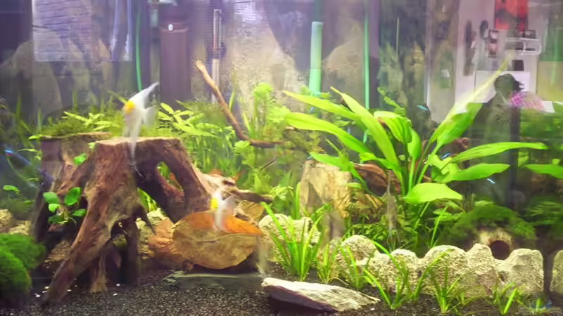 Aquarium Becken 16964 von Zeus (2)