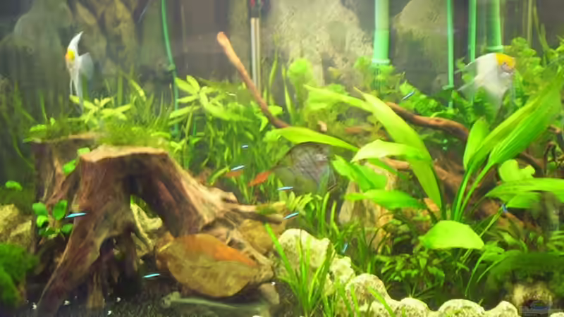 Aquarium Becken 16964 von Zeus (3)