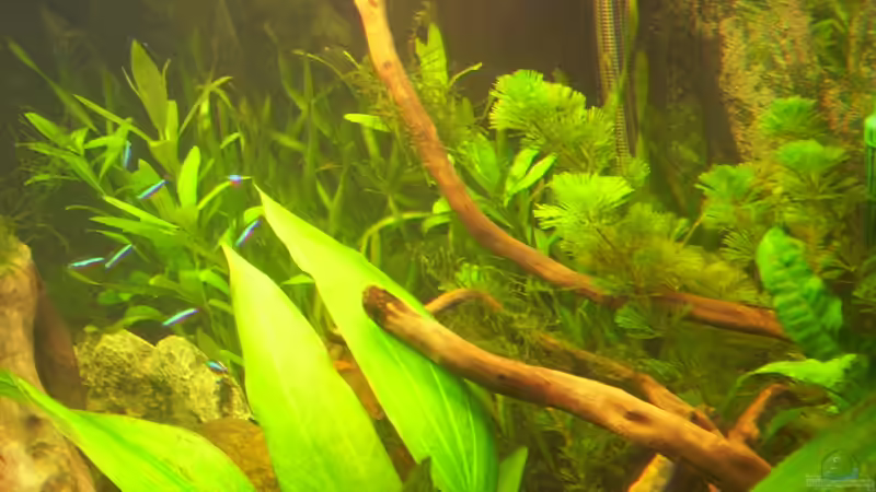 Aquarium Becken 16964 von Zeus (4)