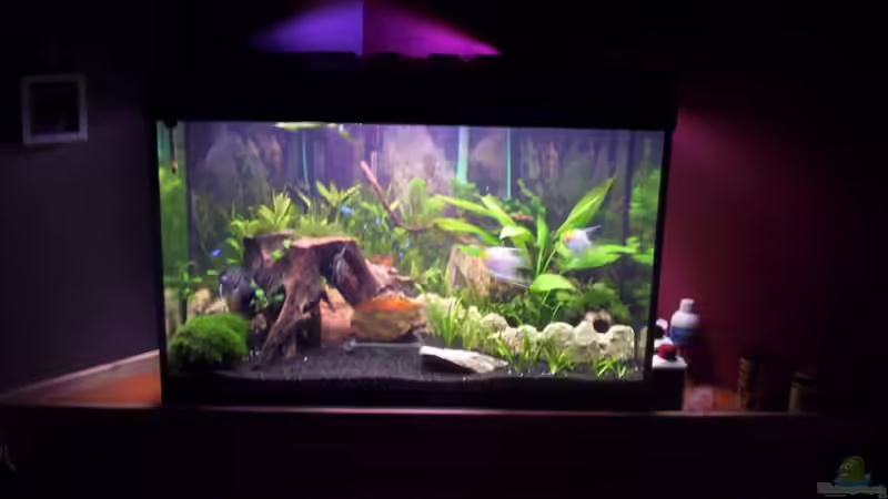 Aquarium Becken 16964 von Zeus (5)