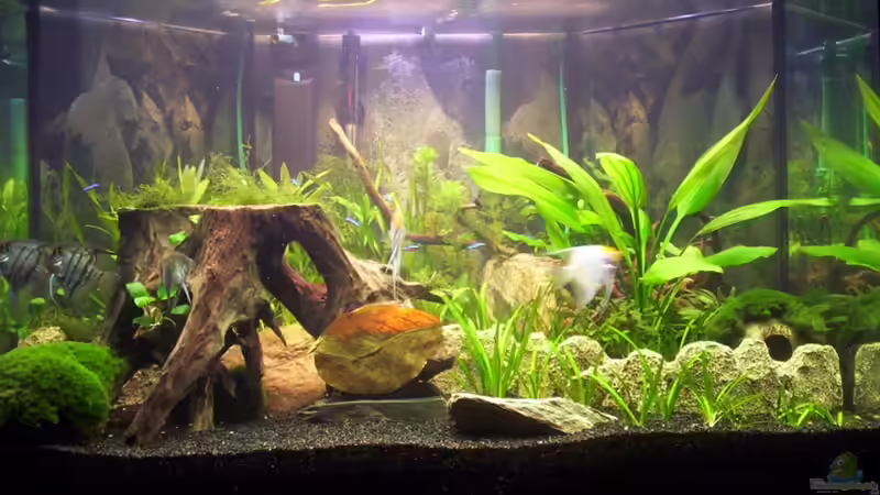 Aquarium Becken 16964 von Zeus (6)