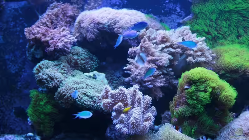 Aquarium Becken 16967 von Marco Vasev (2)