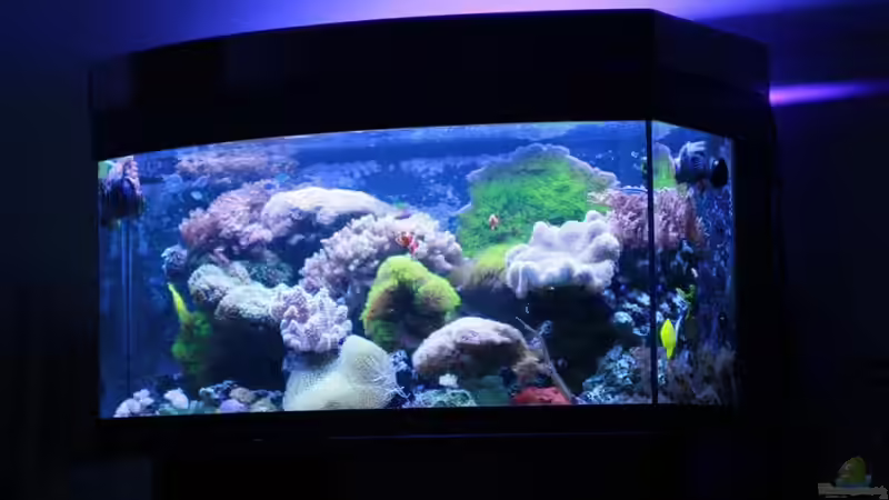 Aquarium Becken 16967 von Marco Vasev (3)