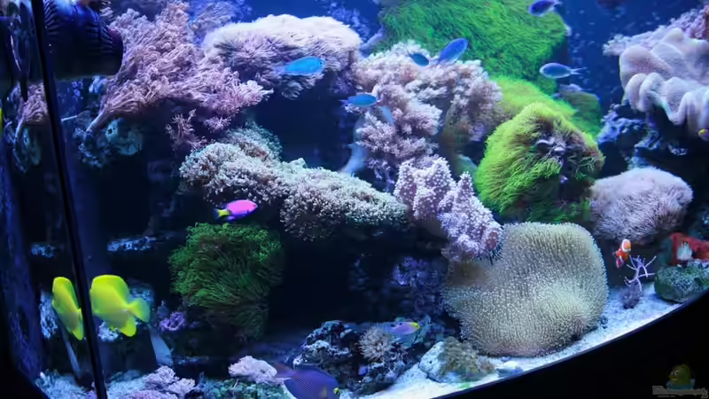 Aquarium Becken 16967 von Marco Vasev (4)