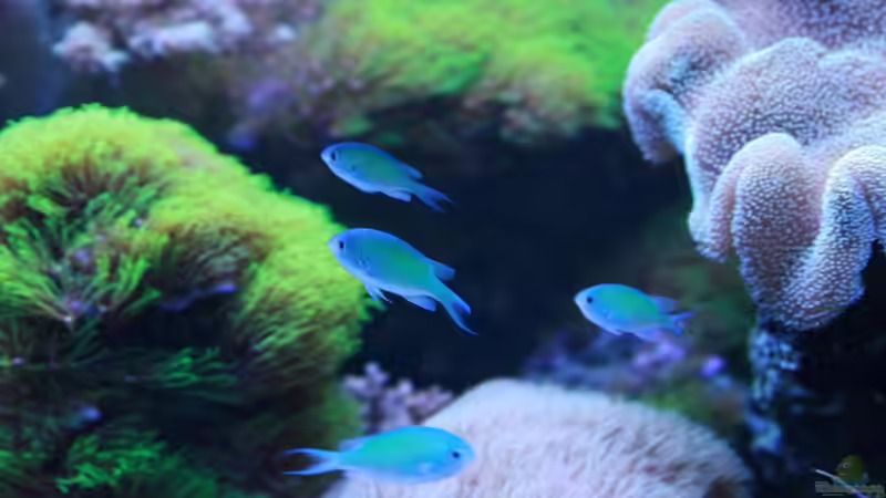 Aquarium Becken 16967 von Marco Vasev (5)