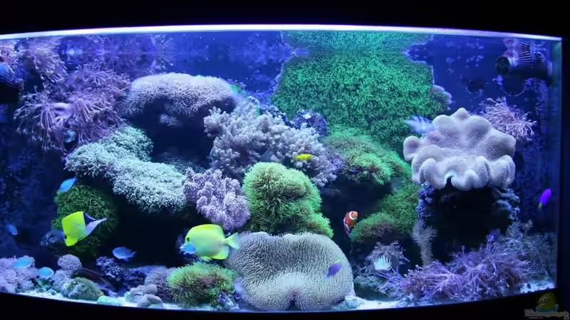 Aquarium Becken 16967 von Marco Vasev (6)