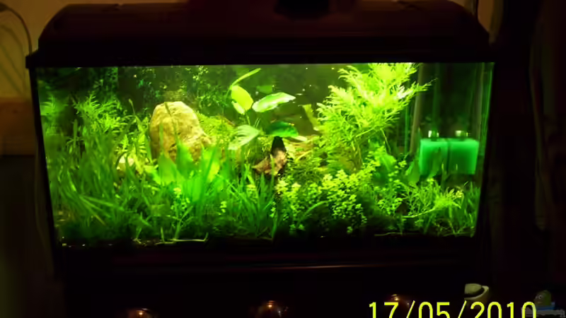 Aquarium Becken 16979 von Zeus (3)