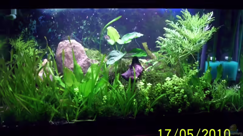 Aquarium Becken 16979 von Zeus (5)