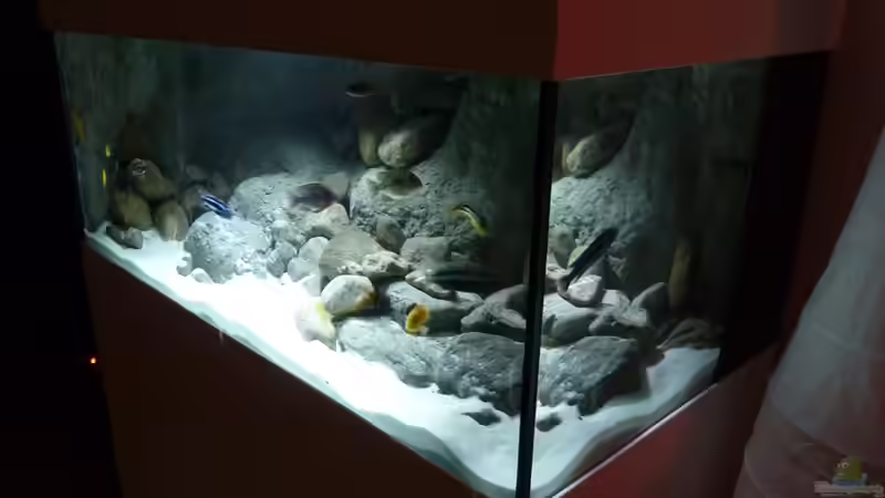 Aquarium Becken 16993 von Philipp Müller (12)