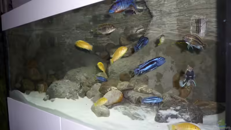 Aquarium Becken 16993 von Philipp Müller (2)