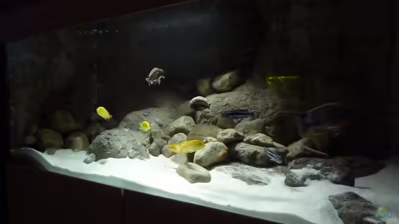 Aquarium Becken 16993 von Philipp Müller (5)