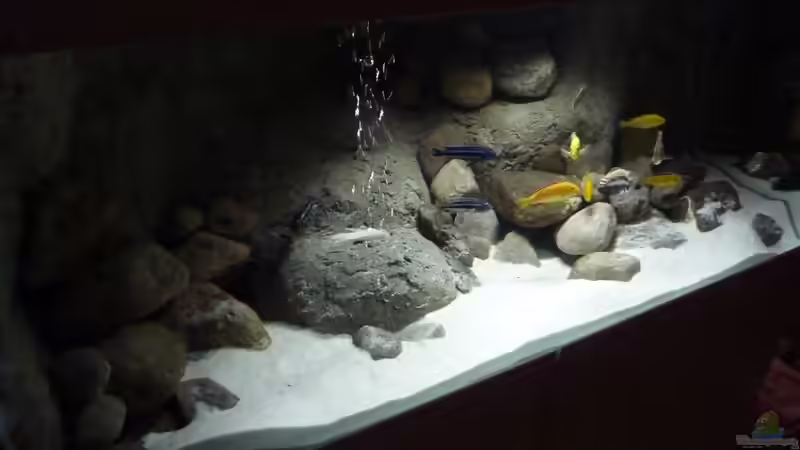 Aquarium Becken 16993 von Philipp Müller (7)