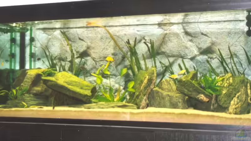 Aquarium Becken 170 von wissefux (3)